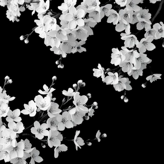 Flowers photograph preview
