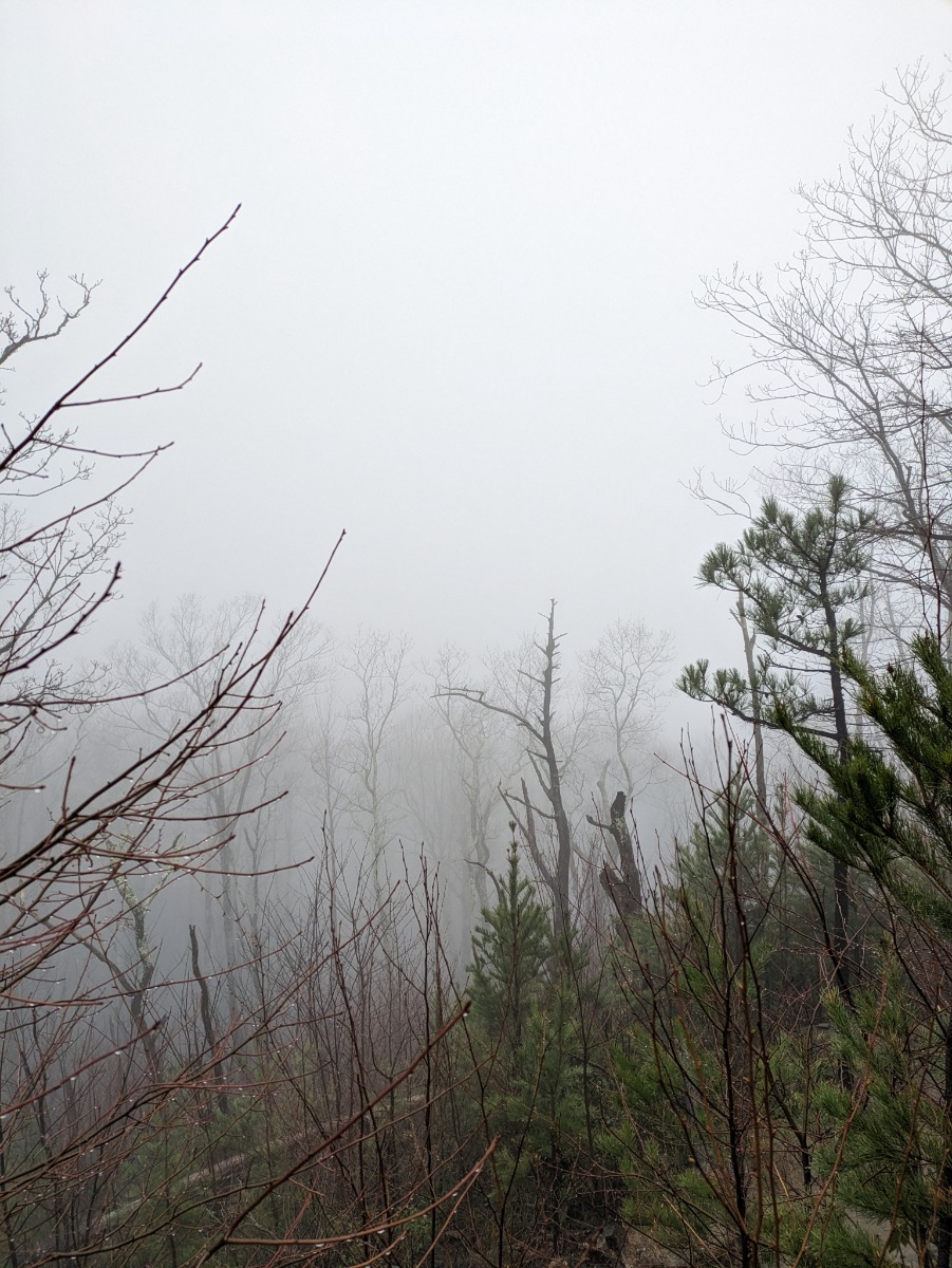 TreesFoggy