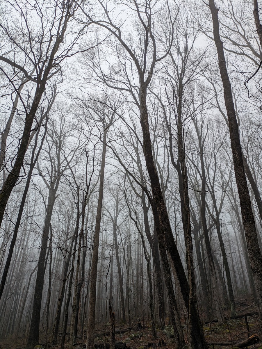 Trees4