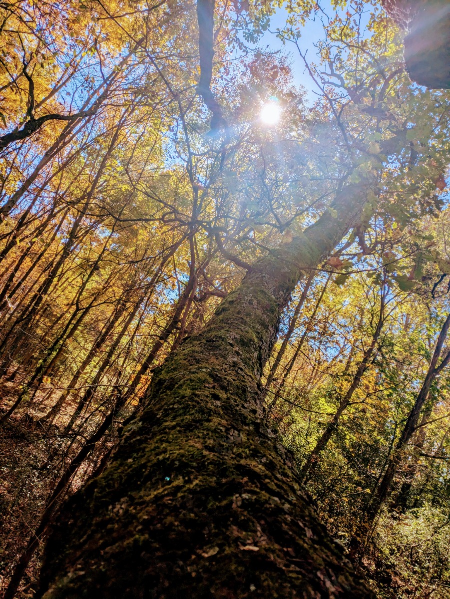 TreeBranch