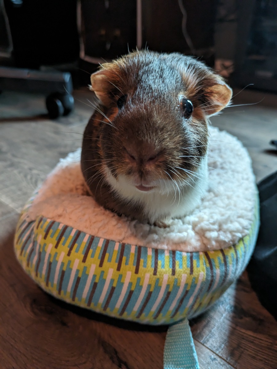 Pig1