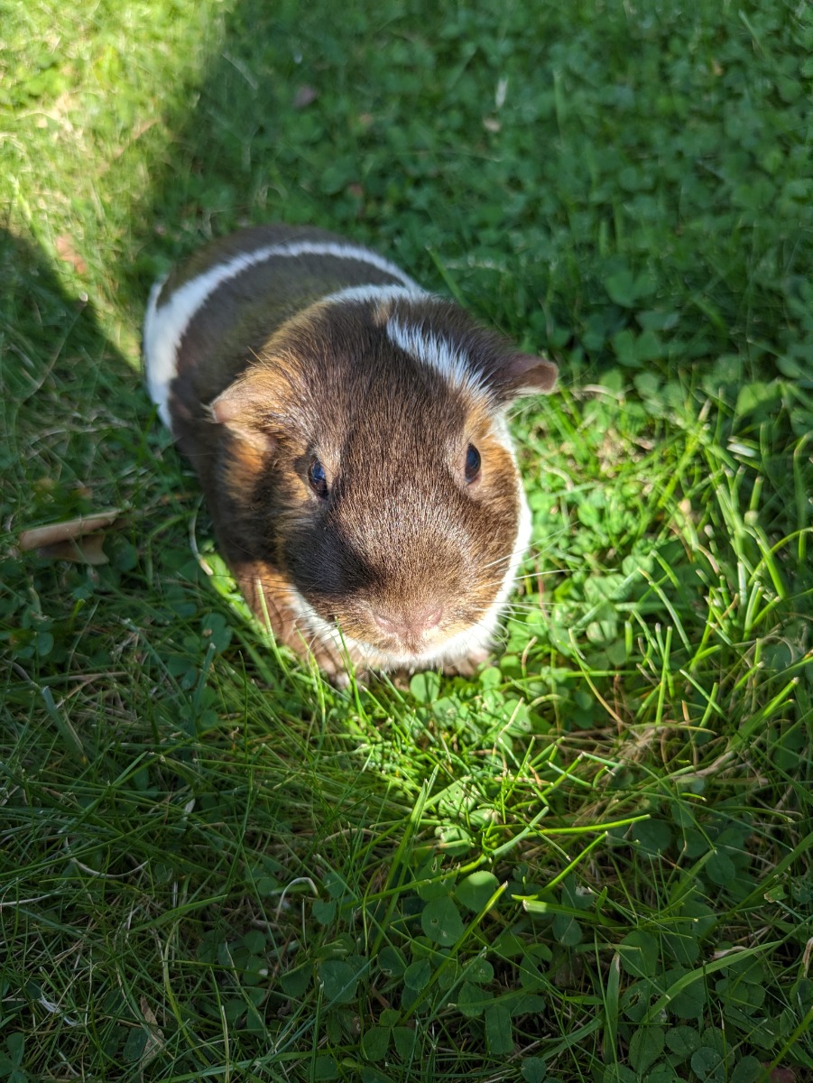 Pig2