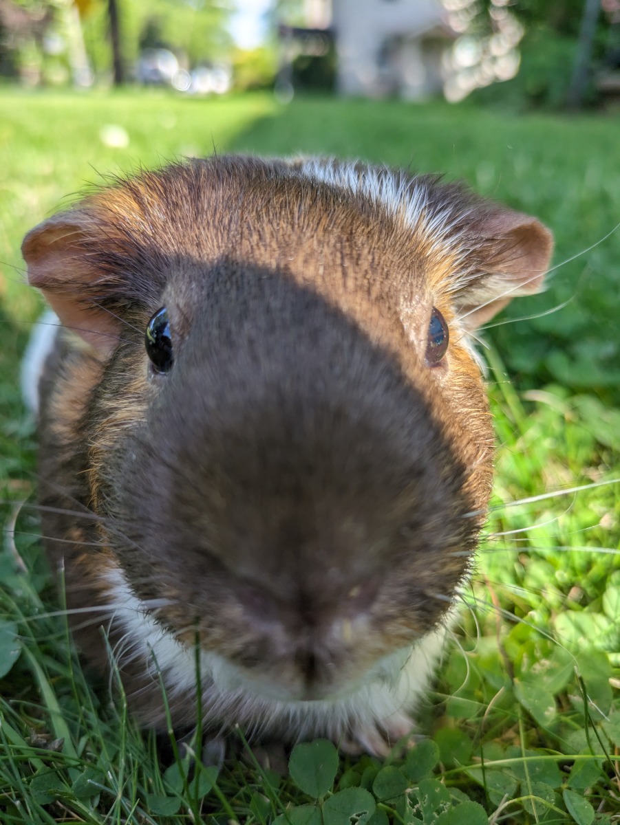 Pig3