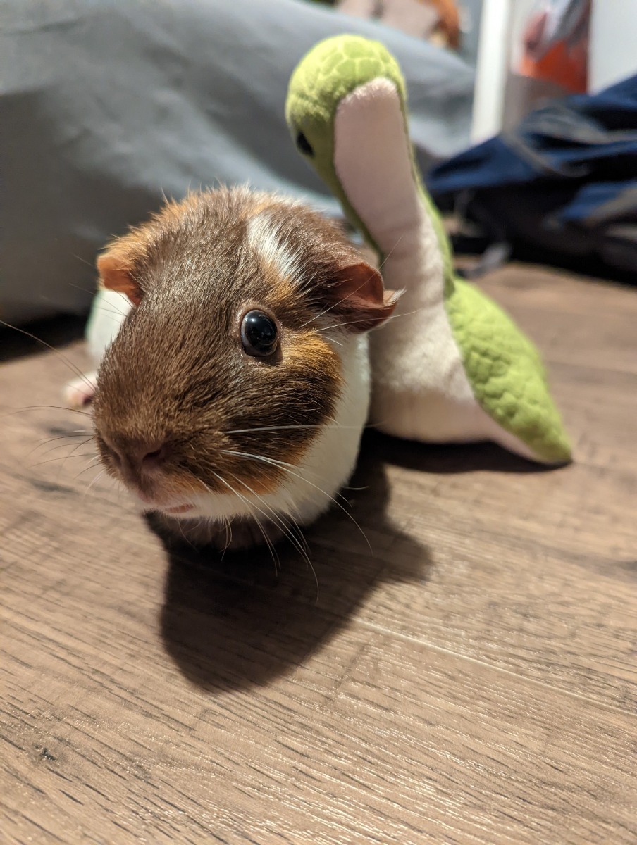 Pig5