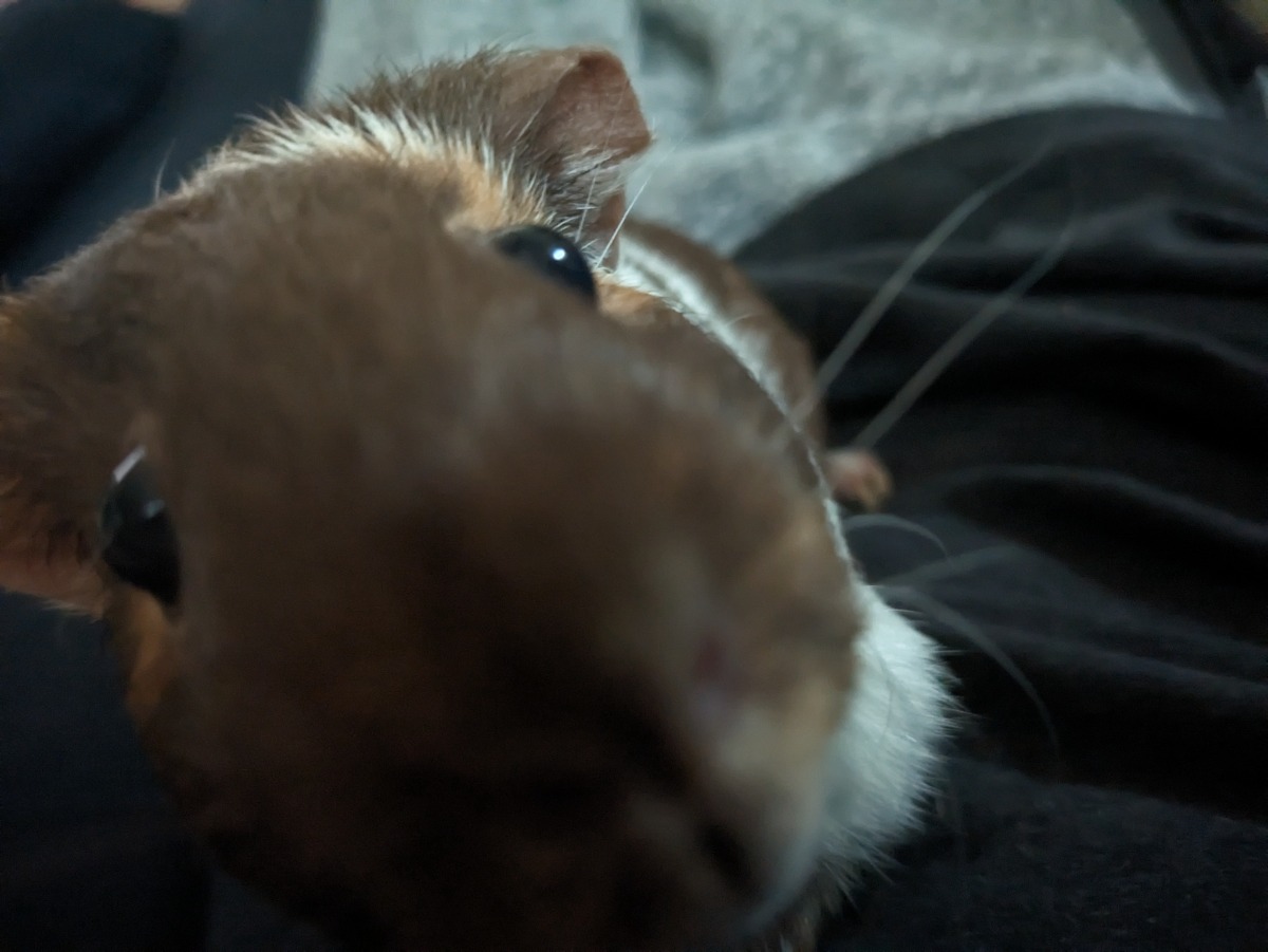 Pig7