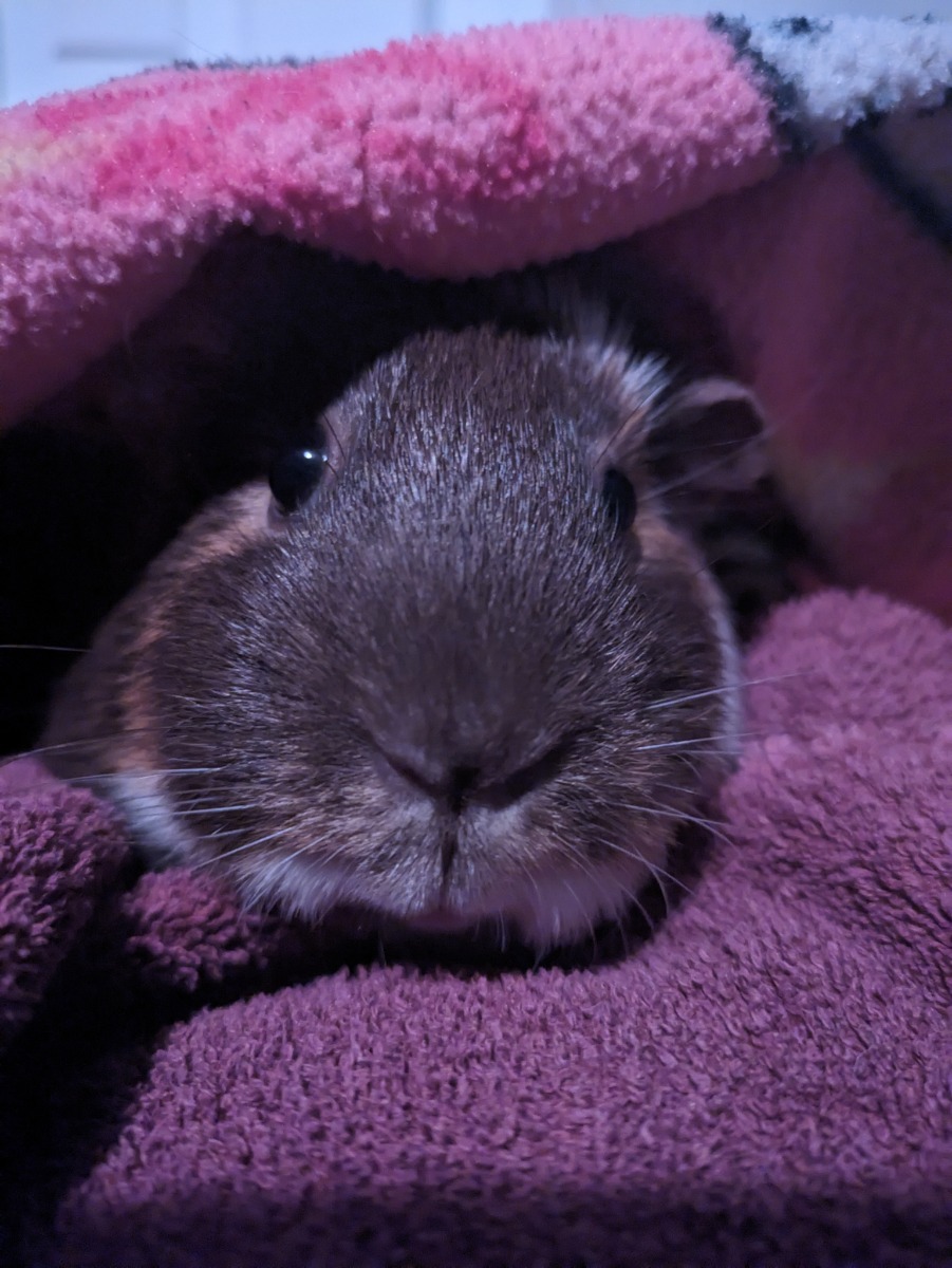Pig8